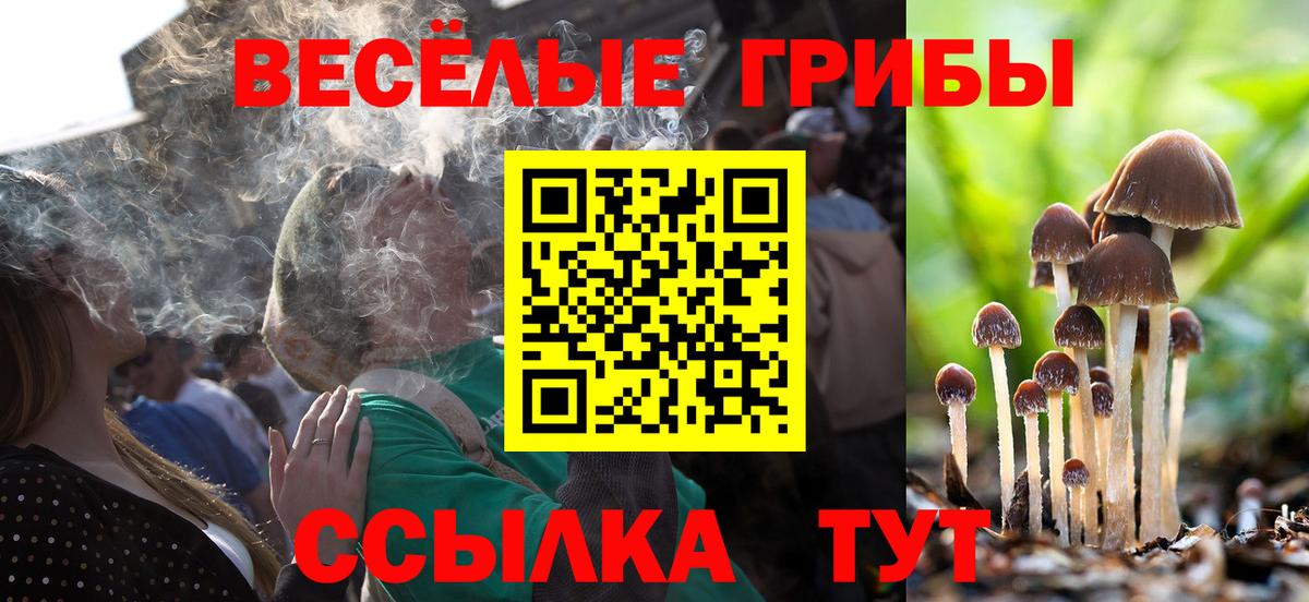 Псилоцибиновые грибы Psilocybe Черногорск